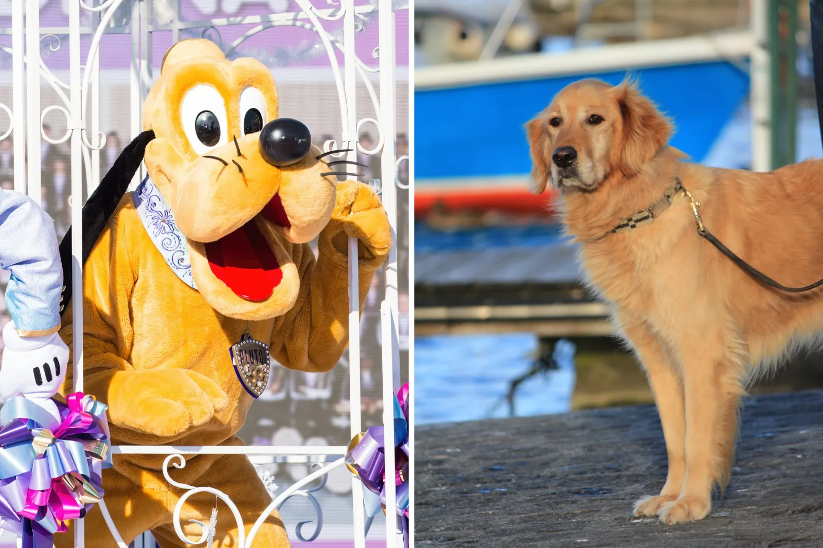 2360427 pluto disney character golden retriever